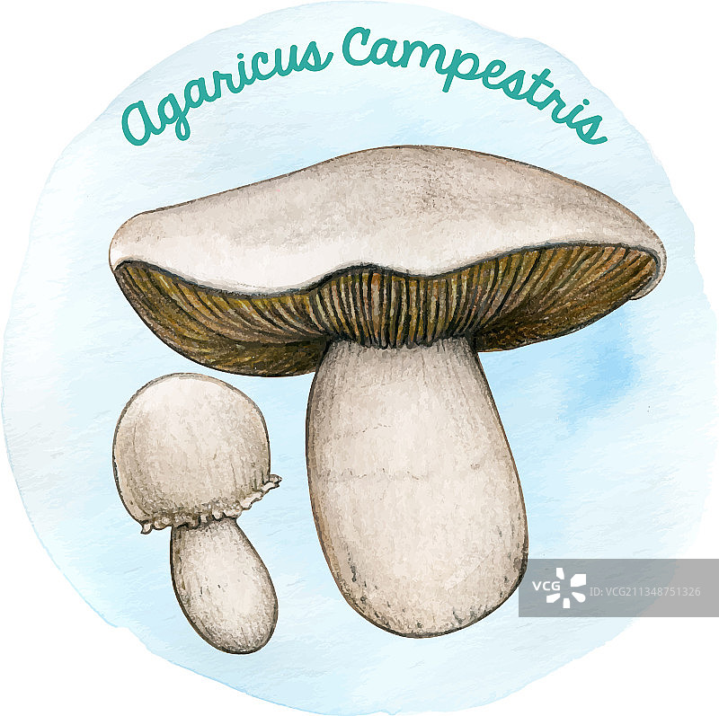 水彩手绘蘑菇图片素材