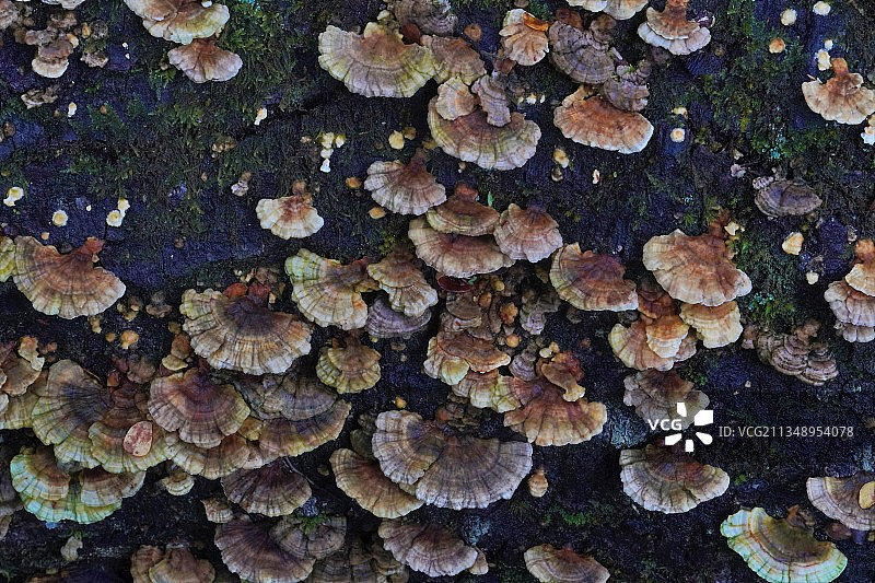 新西兰，高角度的蘑菇生长在树干上图片素材