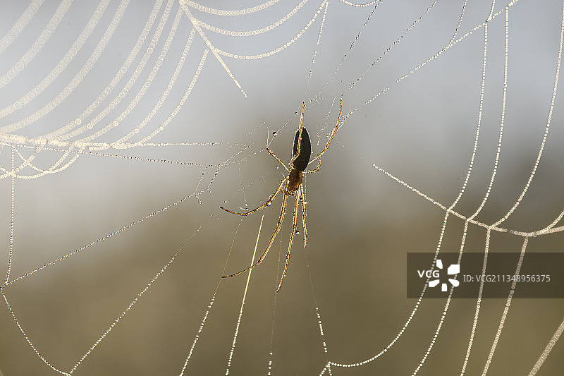 蜘蛛在网上的特写镜头图片素材