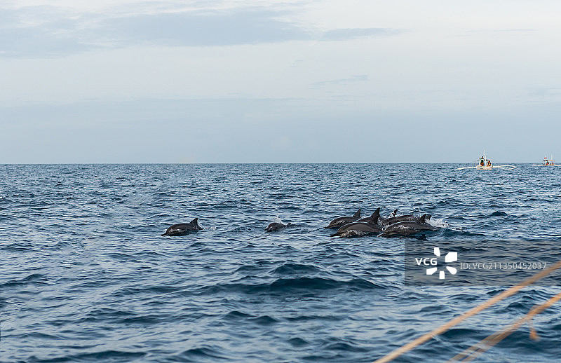 菲律宾薄荷岛出海看海豚图片素材