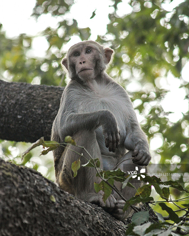 低角度的猕猴坐在树上图片素材