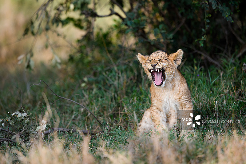 狮子幼崽打哈欠的肖像，Ol Pejeta Conservancy,Nanyuki，肯尼亚图片素材