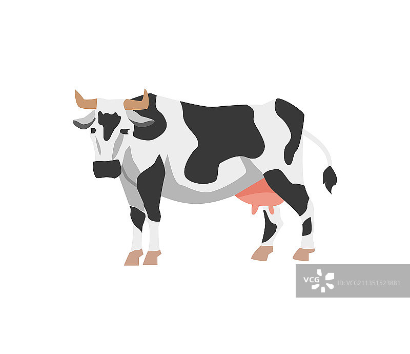 荷斯坦奶牛身上有黑色和白色斑点图片素材