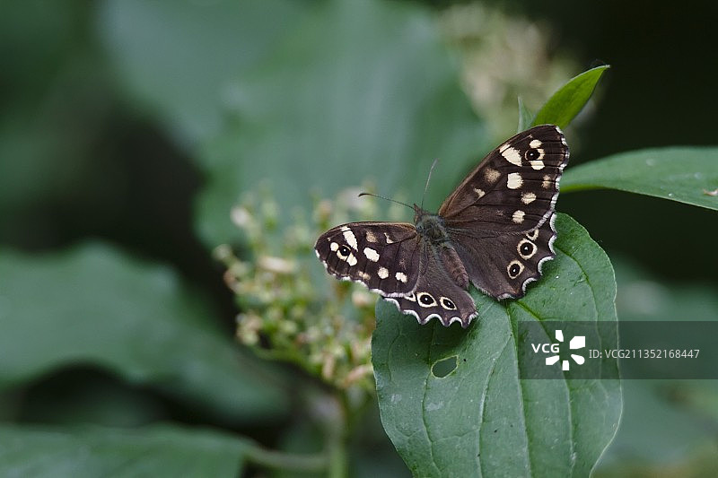波兰，叶子上的蝴蝶特写图片素材