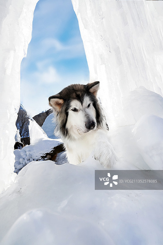 冰川上的阿拉斯加雪橇犬图片素材