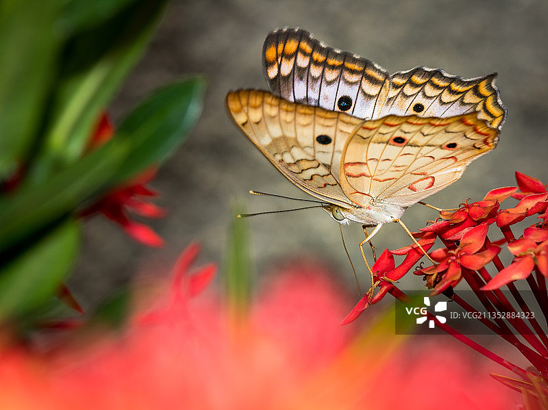 巴西，蝴蝶在花上授粉的特写镜头图片素材