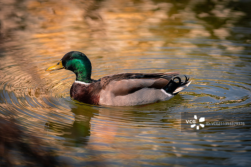 奥地利拉克森堡，野鸭在湖中游泳的特写镜头图片素材