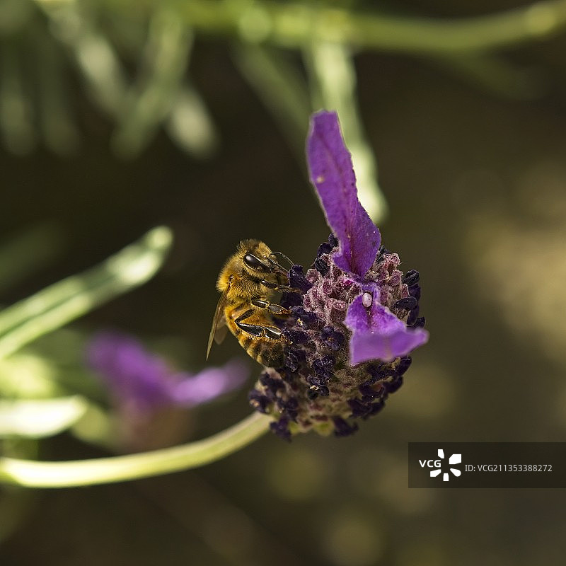 澳大利亚维多利亚州，克兰伯恩，紫色花朵上的蜜蜂特写图片素材