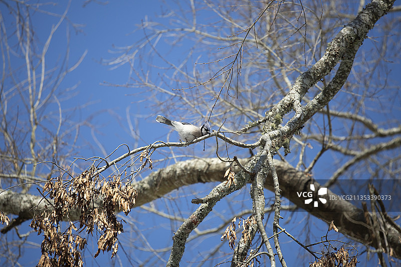 低角度的鸟栖息在光秃秃的树对蓝色的天空图片素材