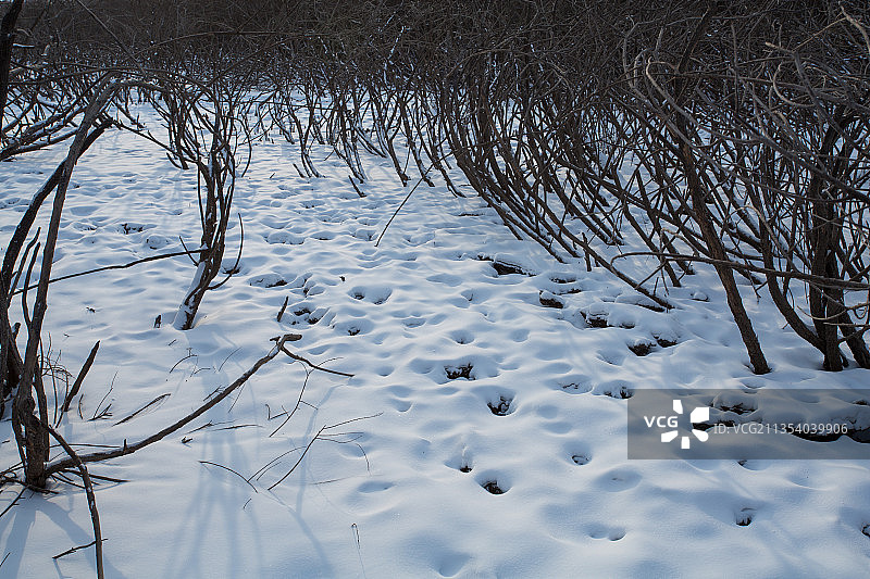 嫩江平原冬季塔头湿地雪后景色图片素材