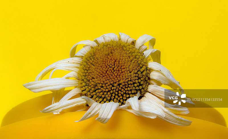 黄色背景下黄色花朵的特写图片素材