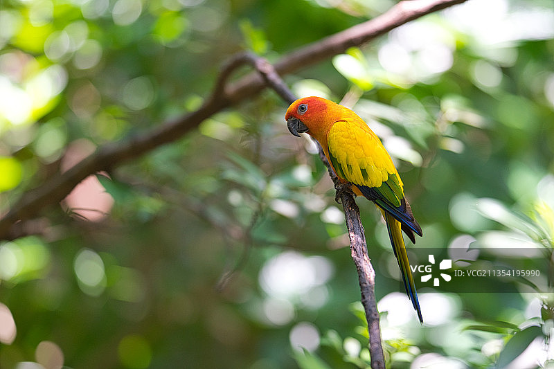 低角度看鹦鹉栖息在树上，新加坡图片素材