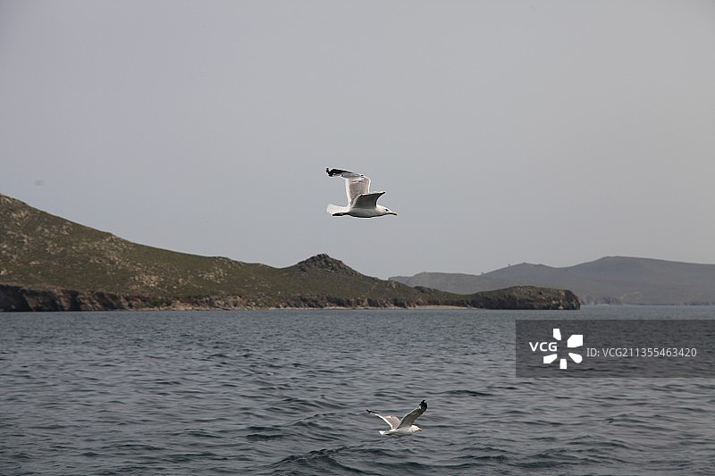 贝加尔湖海鸥图片素材