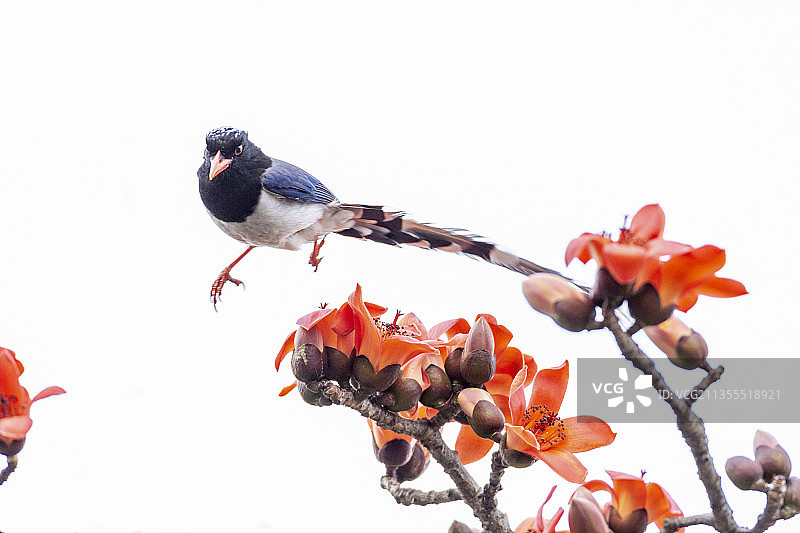 一只红嘴蓝鹊鸟飞骑在红棉树枝头吮食花蜜图片素材