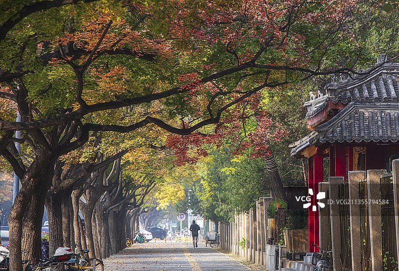 北京光华路秋天最美的秋色图片素材