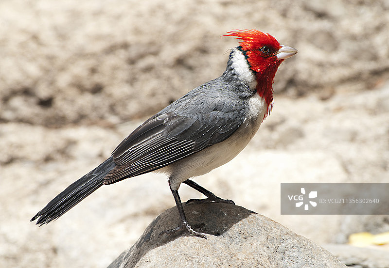 美国，夏威夷，库拉，红雀栖息在岩石上的特写镜头图片素材