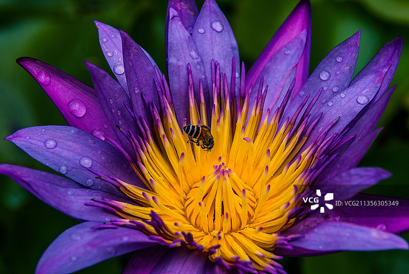 湿紫色花的特写图片素材