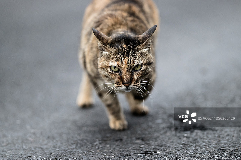 街头虎斑猫的特写图片素材
