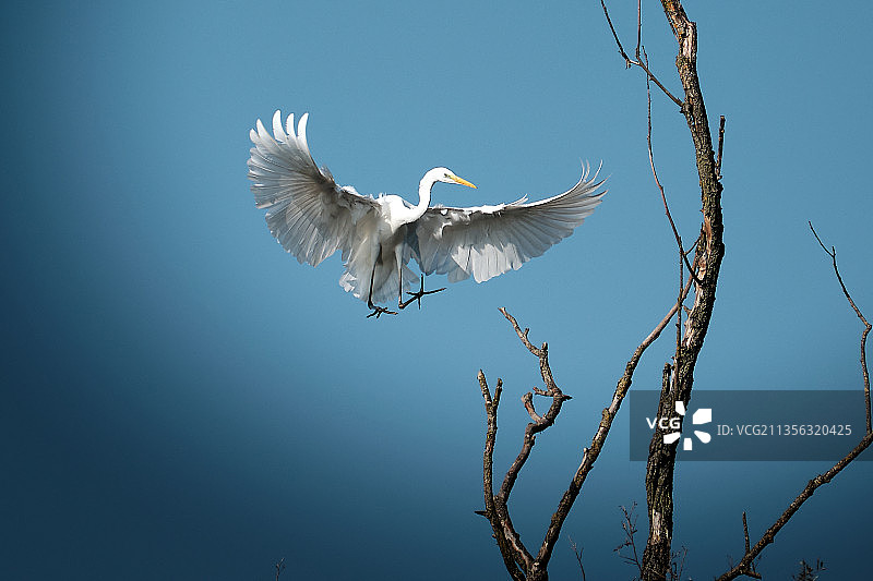 大白鹭在晴朗的天空下飞行的低角度视图图片素材
