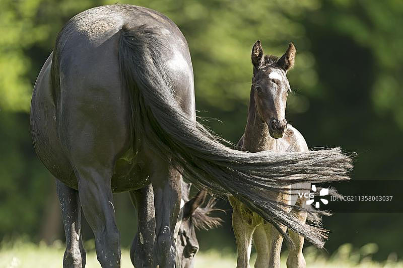 英国纯种马，母马和小马驹，巴登-符腾堡，德国，欧洲图片素材