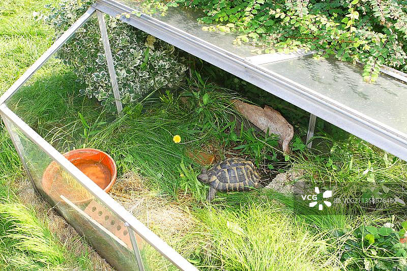 意大利龟在室外玻璃容器(Testudo hermanni hermanni)，意大利龟，玻璃容器图片素材