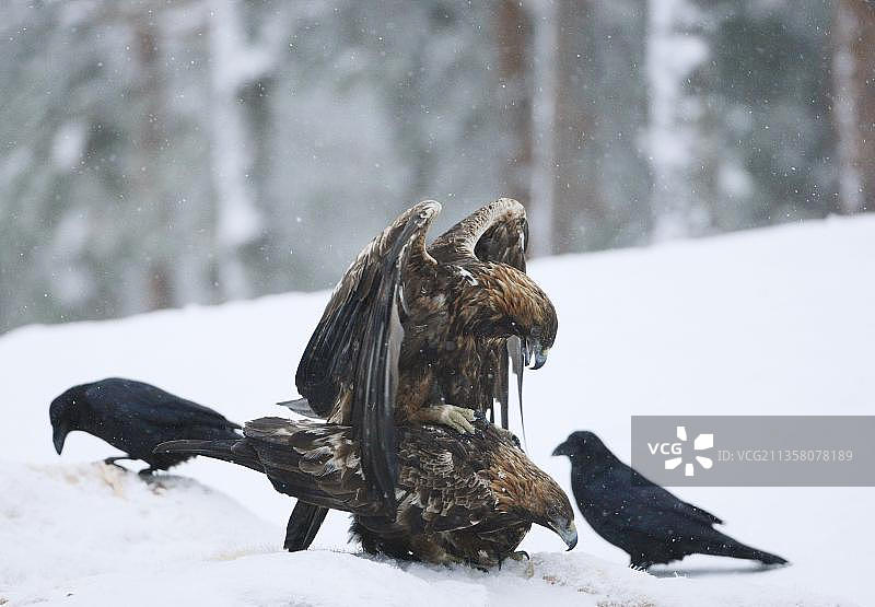 欧洲芬兰奥兰卡国家公园的金鹰，成对，正在交配图片素材