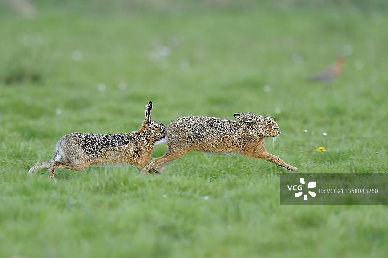 欧洲野兔(Lepus europaeus)，产于荷兰特塞尔岛图片素材