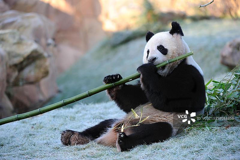 大熊猫(Ailuropoda melanoleuca)吃竹子，竹熊图片素材