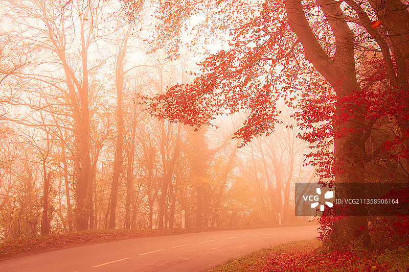 秋天里的树林，法国图片素材