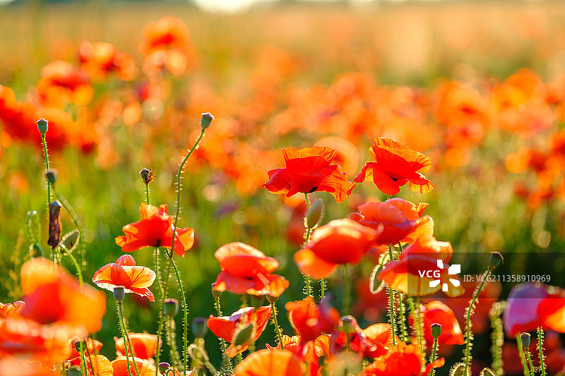田野上红色罂粟花的特写图片素材