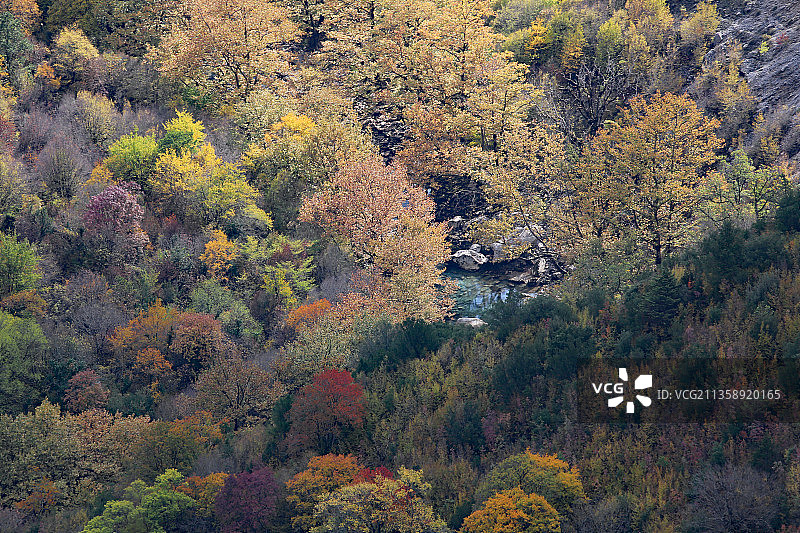 秋天森林中树木的高角度视图，希腊图片素材