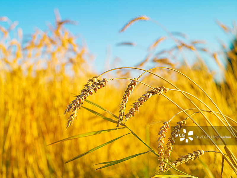 近距离的小麦生长在田野对天空图片素材