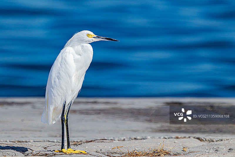 美国佛罗里达州达尼丁海滩上栖息的海鸥的侧面图图片素材