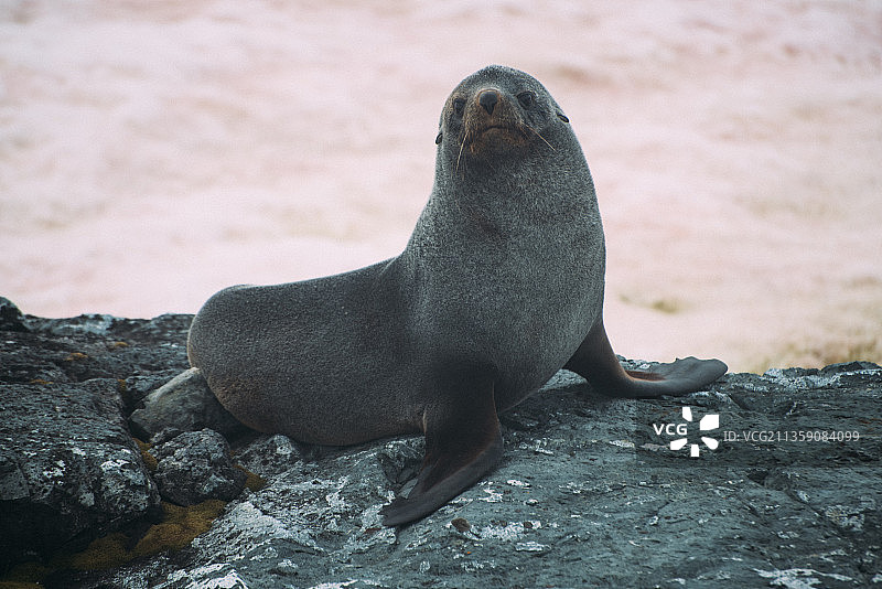 南极岩石上海豹的特写图片素材