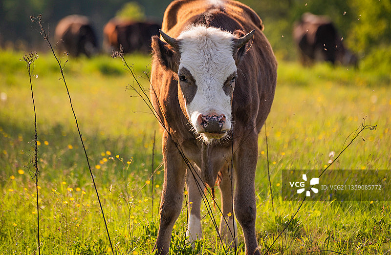 奶牛站在田野上的画像图片素材