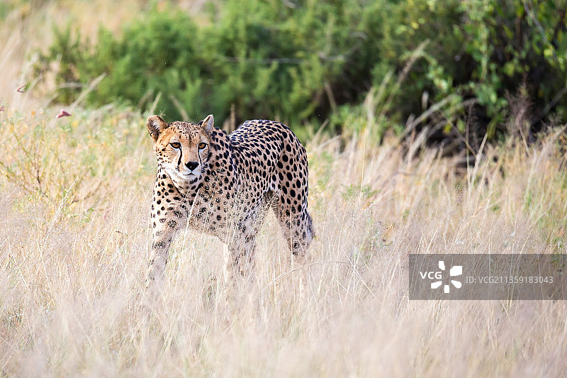 一只猎豹在大草原的高草丛中行走图片素材