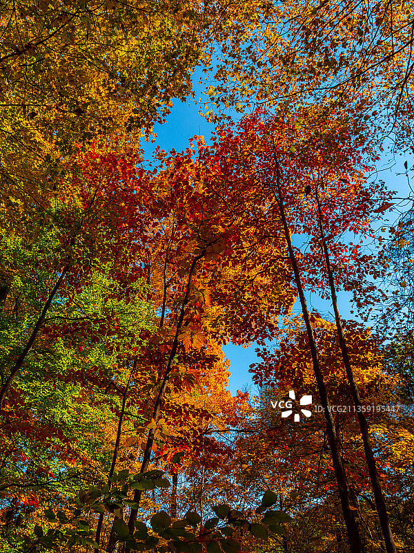 秋天树木对天空的低角度视图，美国，美国图片素材