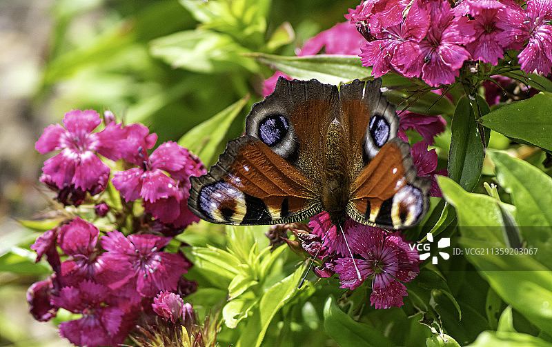 蝴蝶在紫色花朵上授粉的特写镜头，Allhallows，罗切斯特，英国，英国图片素材