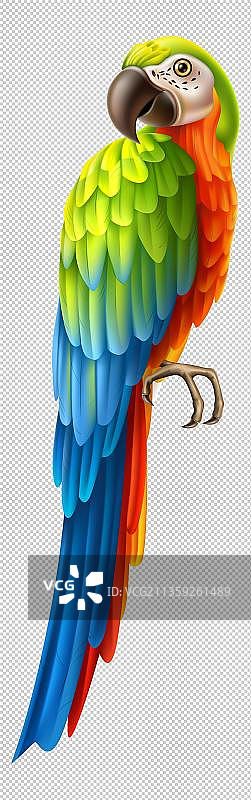 色彩艳丽的金刚鹦鹉图片素材