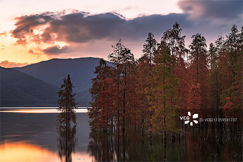秋天日落时的水杉树林图片素材
