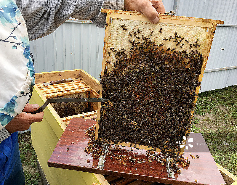 养蜂人抱着蜂箱托盘的腹部图片素材