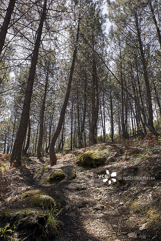 西班牙，森林中的树木图片素材