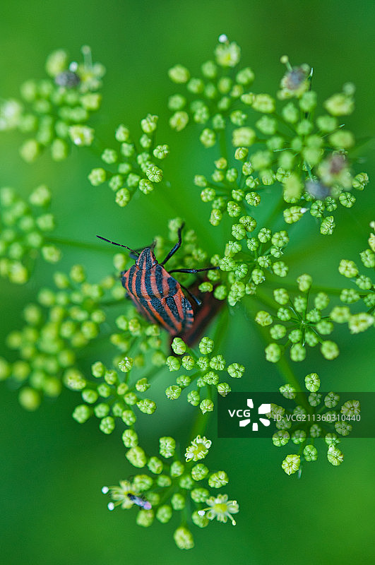欧芹花序上的红条纹臭虫植物上的臭虫图片素材