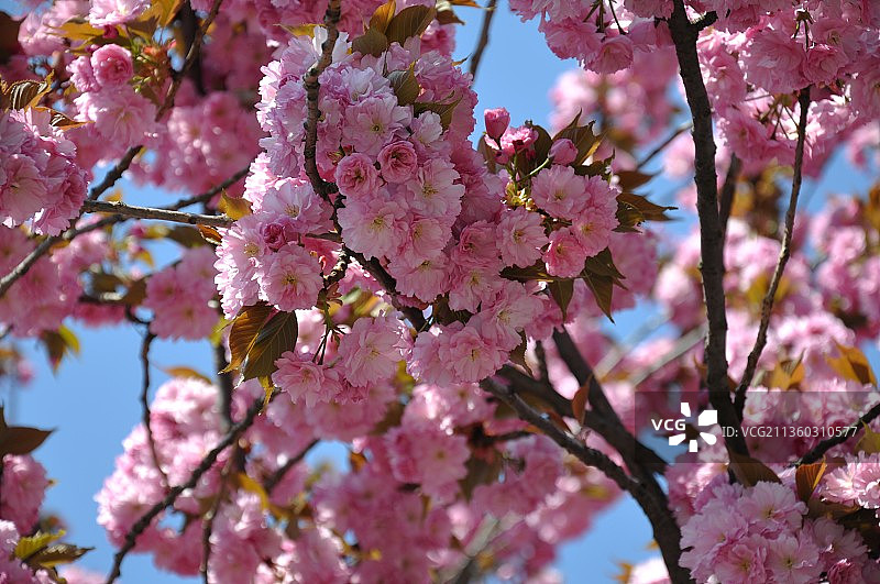 低角度看樱花在春天图片素材