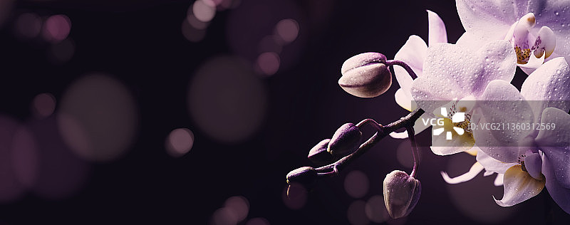 丁香兰花特写，紫色开花植物特写图片素材