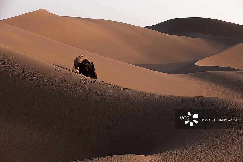 中国内蒙古阿拉善巴丹吉林沙漠骆驼光影图片素材