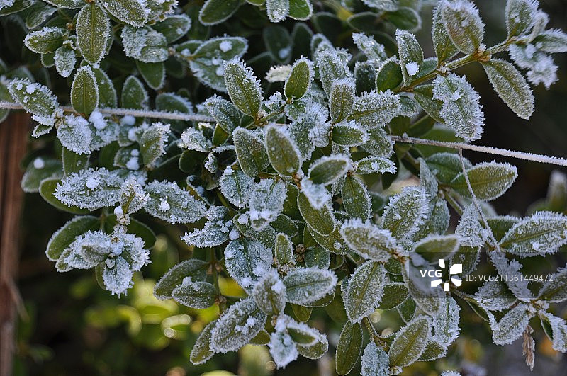冬季冰冻植物的特写图片素材