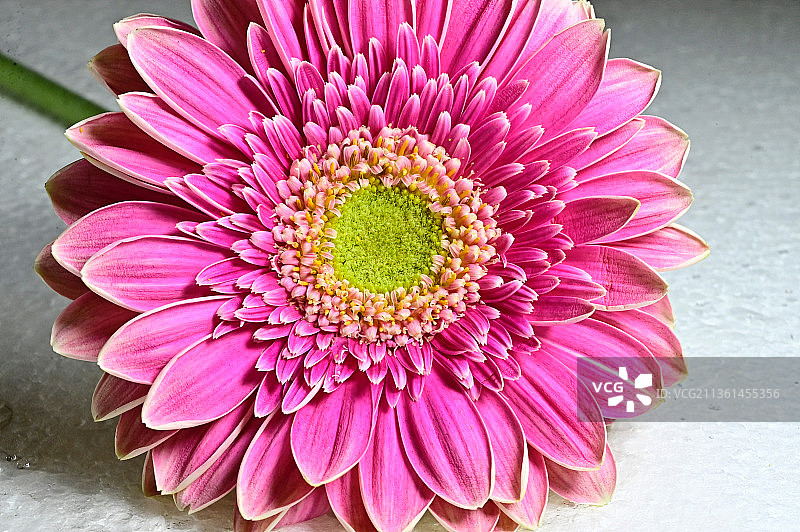 粉红色雏菊花的特写图片素材