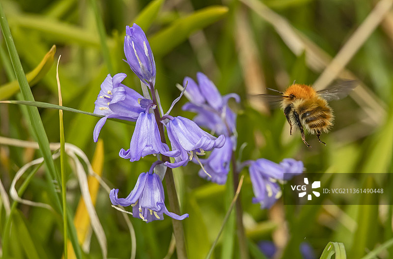 飞走，蜜蜂在紫色花朵上授粉的特写，柯克考迪，英国，英国图片素材
