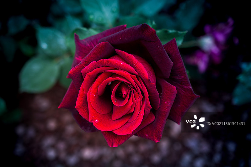 美丽多彩的玫瑰花，红玫瑰的特写图片素材